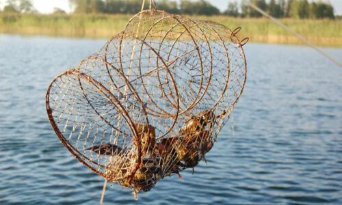 En kräftbur med levande kräftor hänger i luften, i bakgrunden finns vass.